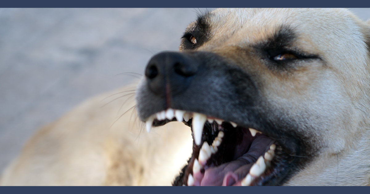 Des Plaines Dog Bite Lawyer
