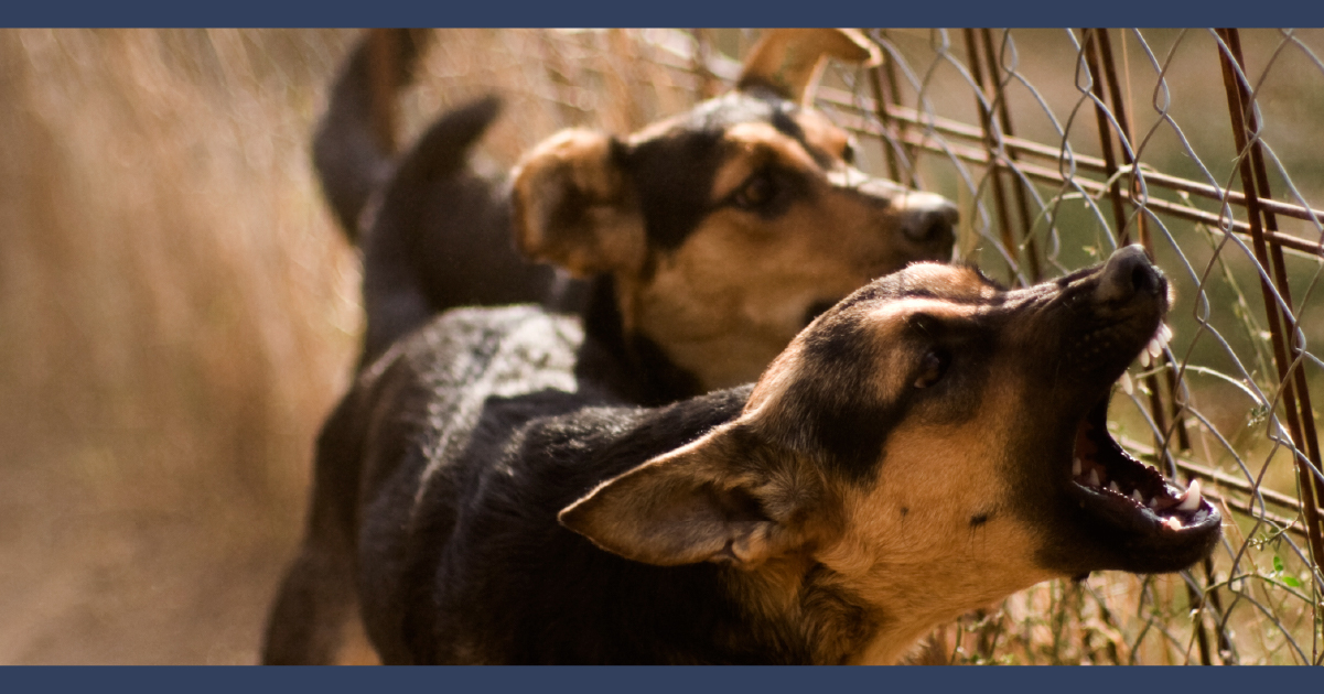 Two barking and agnry looking dogs by a fence